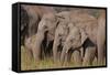 Young Indian Asian Elephants, Corbett National Park, India-Jagdeep Rajput-Framed Stretched Canvas