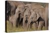 Young Indian Asian Elephants, Corbett National Park, India-Jagdeep Rajput-Stretched Canvas