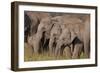 Young Indian Asian Elephants, Corbett National Park, India-Jagdeep Rajput-Framed Photographic Print