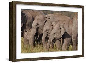 Young Indian Asian Elephants, Corbett National Park, India-Jagdeep Rajput-Framed Photographic Print