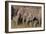 Young Indian Asian Elephants, Corbett National Park, India-Jagdeep Rajput-Framed Photographic Print