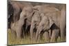 Young Indian Asian Elephants, Corbett National Park, India-Jagdeep Rajput-Mounted Photographic Print