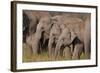 Young Indian Asian Elephants, Corbett National Park, India-Jagdeep Rajput-Framed Photographic Print