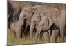 Young Indian Asian Elephants, Corbett National Park, India-Jagdeep Rajput-Mounted Photographic Print