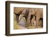 Young Indian Asian Elephants, Corbett National Park, India-Jagdeep Rajput-Framed Photographic Print