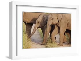 Young Indian Asian Elephants, Corbett National Park, India-Jagdeep Rajput-Framed Photographic Print