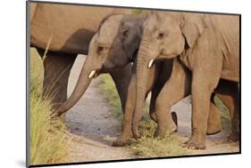 Young Indian Asian Elephants, Corbett National Park, India-Jagdeep Rajput-Mounted Photographic Print