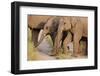 Young Indian Asian Elephants, Corbett National Park, India-Jagdeep Rajput-Framed Premium Photographic Print