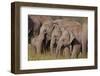 Young Indian Asian Elephants, Corbett National Park, India-Jagdeep Rajput-Framed Photographic Print