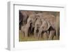 Young Indian Asian Elephants, Corbett National Park, India-Jagdeep Rajput-Framed Photographic Print