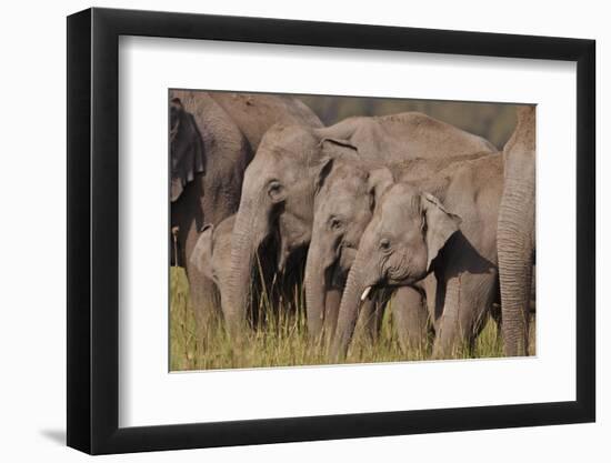 Young Indian Asian Elephants, Corbett National Park, India-Jagdeep Rajput-Framed Premium Photographic Print