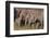 Young Indian Asian Elephants, Corbett National Park, India-Jagdeep Rajput-Framed Premium Photographic Print