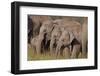 Young Indian Asian Elephants, Corbett National Park, India-Jagdeep Rajput-Framed Premium Photographic Print