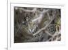 Young Jaguar (Panthera onca) in a tree, Cuiaba River, Pantanal, Mato Grosso, Brazil, South America-G&M Therin-Weise-Framed Photographic Print