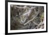 Young Jaguar (Panthera onca) in a tree, Cuiaba River, Pantanal, Mato Grosso, Brazil, South America-G&M Therin-Weise-Framed Photographic Print