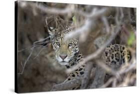 Young Jaguar (Panthera onca) in a tree, Cuiaba River, Pantanal, Mato Grosso, Brazil, South America-G&M Therin-Weise-Stretched Canvas