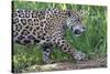 Young Jaguar (Panthera onca) on a riverbank, Cuiaba river, Pantanal, Mato Grosso, Brazil, South Ame-G&M Therin-Weise-Stretched Canvas