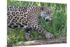 Young Jaguar (Panthera onca) on a riverbank, Cuiaba river, Pantanal, Mato Grosso, Brazil, South Ame-G&M Therin-Weise-Mounted Photographic Print