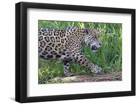 Young Jaguar (Panthera onca) on a riverbank, Cuiaba river, Pantanal, Mato Grosso, Brazil, South Ame-G&M Therin-Weise-Framed Photographic Print