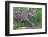 Young Jaguar (Panthera onca) on a riverbank, Cuiaba river, Pantanal, Mato Grosso, Brazil, South Ame-G&M Therin-Weise-Framed Photographic Print