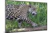 Young Jaguar (Panthera onca) on a riverbank, Cuiaba river, Pantanal, Mato Grosso, Brazil, South Ame-G&M Therin-Weise-Mounted Photographic Print