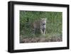 Young jaguar (Panthera onca) on riverbank, Cuiaba River, Pantanal, Mato Grosso State, Brazil, South-G&M Therin-Weise-Framed Photographic Print