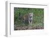 Young jaguar (Panthera onca) on riverbank, Cuiaba River, Pantanal, Mato Grosso State, Brazil, South-G&M Therin-Weise-Framed Photographic Print