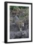 Young jaguar (Panthera onca) stalking on riverbank, Cuiaba River, Pantanal, Mato Grosso State, Braz-G&M Therin-Weise-Framed Photographic Print