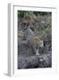 Young jaguar (Panthera onca) stalking on riverbank, Cuiaba River, Pantanal, Mato Grosso State, Braz-G&M Therin-Weise-Framed Photographic Print