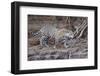 Young Jaguar (Panthera onca) walking on a riverbank, Cuiaba River, Pantanal, Mato Grosso, Brazil, S-G&M Therin-Weise-Framed Photographic Print