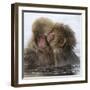 Young Japanese macaques 'kissing' in hot springs, Japan-Diane McAllister-Framed Photographic Print