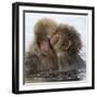 Young Japanese macaques 'kissing' in hot springs, Japan-Diane McAllister-Framed Photographic Print