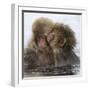 Young Japanese macaques 'kissing' in hot springs, Japan-Diane McAllister-Framed Photographic Print