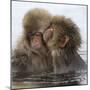 Young Japanese macaques 'kissing' in hot springs, Japan-Diane McAllister-Mounted Photographic Print