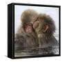 Young Japanese macaques 'kissing' in hot springs, Japan-Diane McAllister-Framed Stretched Canvas