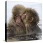 Young Japanese macaques 'kissing' in hot springs, Japan-Diane McAllister-Stretched Canvas