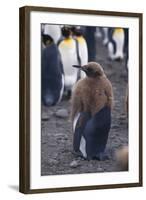 Young King Penguin Molting its Coat-DLILLC-Framed Photographic Print