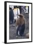 Young King Penguin Molting its Coat-DLILLC-Framed Photographic Print