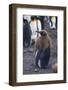 Young King Penguin Molting its Coat-DLILLC-Framed Photographic Print