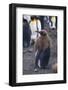 Young King Penguin Molting its Coat-DLILLC-Framed Photographic Print