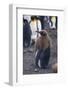 Young King Penguin Molting its Coat-DLILLC-Framed Photographic Print