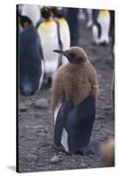 Young King Penguin Molting its Coat-DLILLC-Stretched Canvas