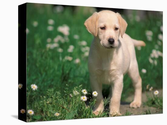 Young Labrador Retriever Portrait-Adriano Bacchella-Stretched Canvas