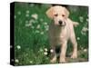 Young Labrador Retriever Portrait-Adriano Bacchella-Stretched Canvas