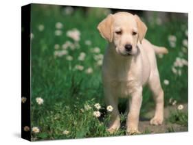 Young Labrador Retriever Portrait-Adriano Bacchella-Stretched Canvas