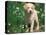 Young Labrador Retriever Portrait-Adriano Bacchella-Stretched Canvas