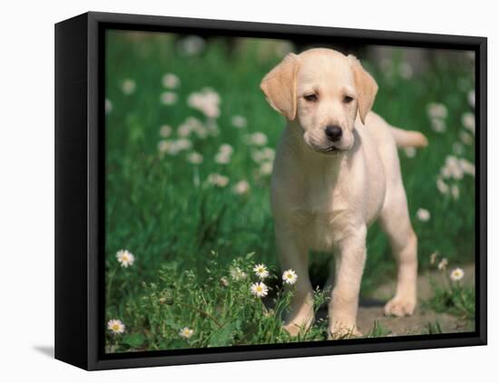 Young Labrador Retriever Portrait-Adriano Bacchella-Framed Stretched Canvas