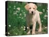 Young Labrador Retriever Portrait-Adriano Bacchella-Stretched Canvas