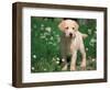 Young Labrador Retriever Portrait-Adriano Bacchella-Framed Premium Photographic Print