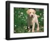 Young Labrador Retriever Portrait-Adriano Bacchella-Framed Premium Photographic Print